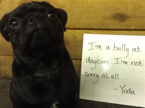 These 18 Guilty Pugs Have Hilarious Confessions To Make