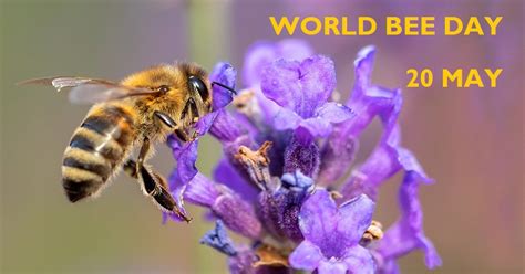World Bee Day 2020 Apiary Book Blog