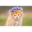 Kitten  Cats Wallpaper 38962524 Fanpop