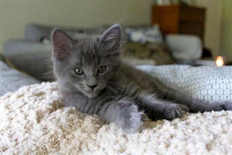 8 Week Old Grey Kittens Russian Blue Mix For Sale In
