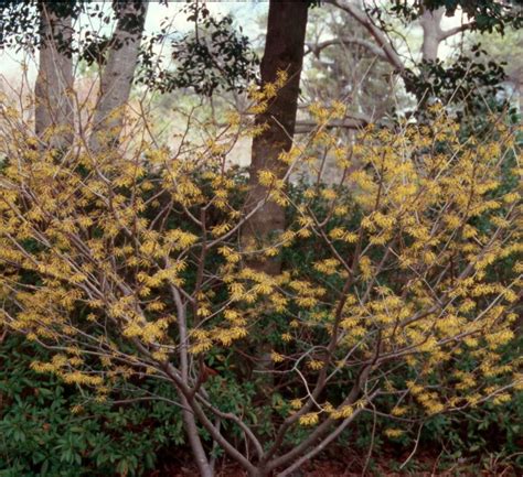 Hamamelis Virginiana Kiefer Nursery Trees Shrubs Perennials