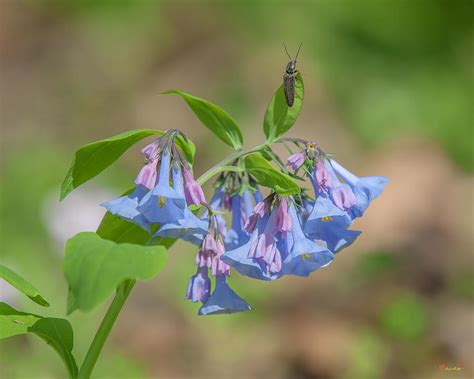 Pink Virginia Bluebells Or Virginia Cowslip Dspf0335 Photograph By