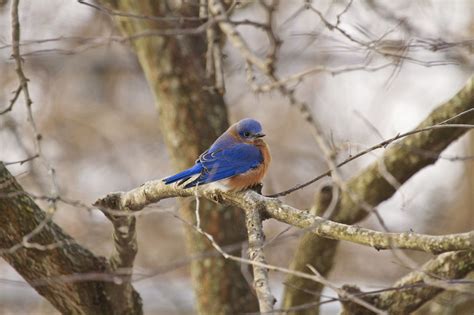 Winter Bluebird Explored Blue Bird Nature Animals Eastern Bluebird
