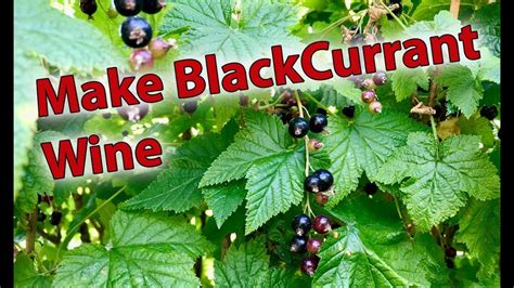 How To Make Blackcurrant Wine By Brewbitz Homebrew Shop YouTube