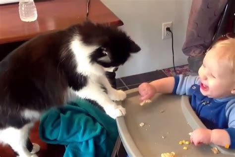 Cat Steals Food From Confused Baby Lol Funny Cats Funny Baby 