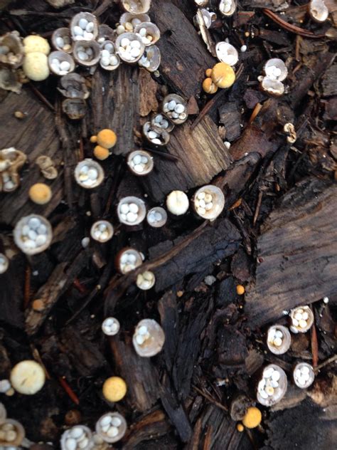 Tiny Birds Nest Mushrooms In Wood Chipscampsite Rmycology