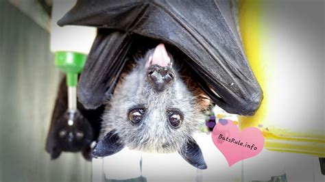 A Close Up Of A Bat Hanging Upside Down