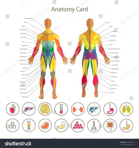 Stock Vektor „anatomy Male Muscular System Front Rear“ Bez Autorských