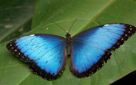 22 Blue Butterfly And Flower Wallpaper Png Bondi Bathers