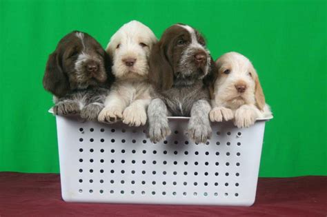 Ellie And Her Spinone Italiano Puppies