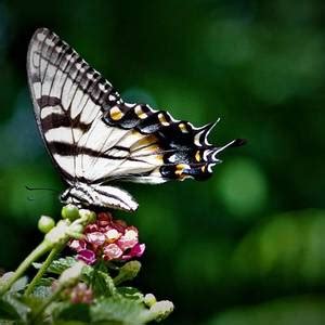 Eastern Tiger Swallowtail Photograph By Diane Lindon Coy