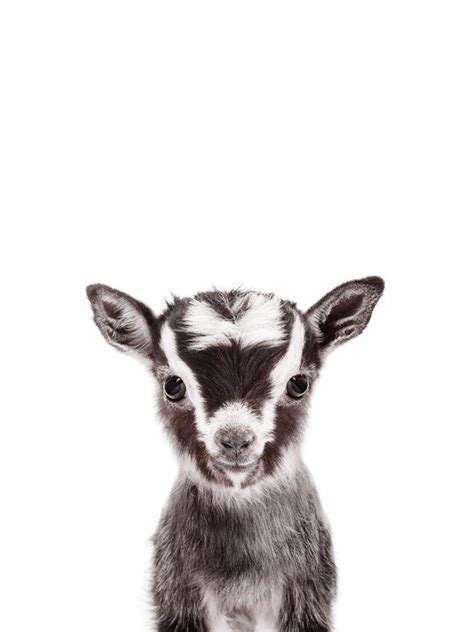 Baby Goat Nursery Framed Art Print By Vera Cute Goats Goat Paintings