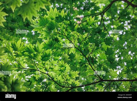 Acer Palmatum Japanese Maple Tree Leaves Stock Photo Alamy