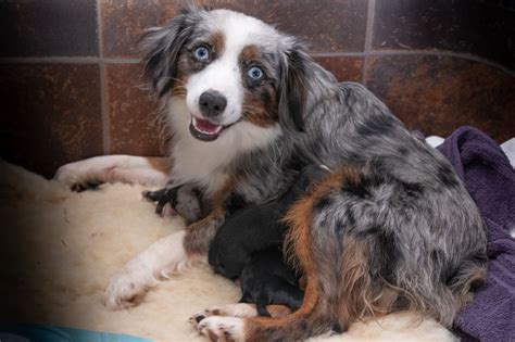 Tiny Toy Aussie Pups For Sale!! - RL Valley Ranch Aussies