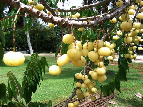 Remember These Ibas Tree In Guam Guam Island Tree