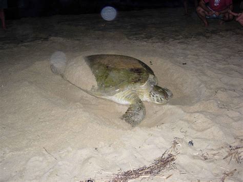 Free Picture Green Sea Turtle Nesting Beach Sand Chelonia Mydas