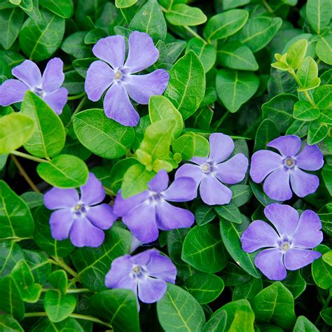 10 Perennial Vinca Vine Live Plants Ground Cover Outdoor And Gardening