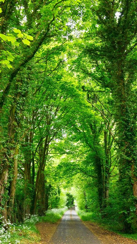 Forest Path Iphone Wallpaper Kolpaper Awesome Free Hd Wallpapers