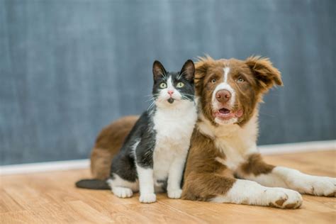 Can A Dog Get A Cat Pregnant The Truth About Cat Dog Hybrid Pets