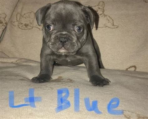 See more ideas about puppies, french bulldog puppies, bulldog puppies. French Bulldog Puppy for Sale - Adoption, Rescue for Sale ...