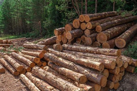 Pile Of Logs In The Forest Stock Image Image Of Environmental 237946205