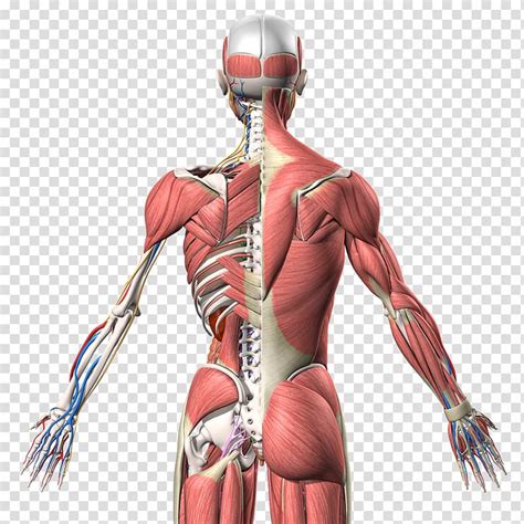 Muscles In Back Anatomy