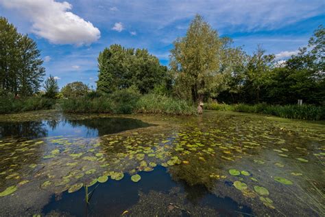 Willows Nature Reserve walk | Explore West Norfolk