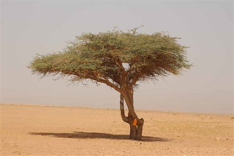 Sahara Desert Plants