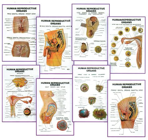 Chart 3 D Human Reproductive Organs Size 25x35cm — Eisco Labs