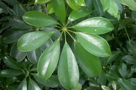 Scheffleras prefer bright indirect lighting. Schefflera arboricola - ?? | Schefflera, Plant leaves, Plants