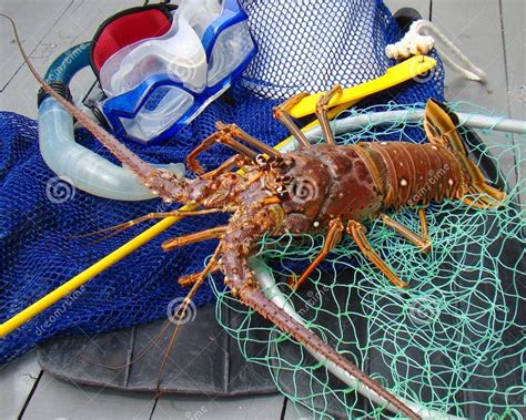 Lobster Fishing In Florida Keys Unique Fish Photo