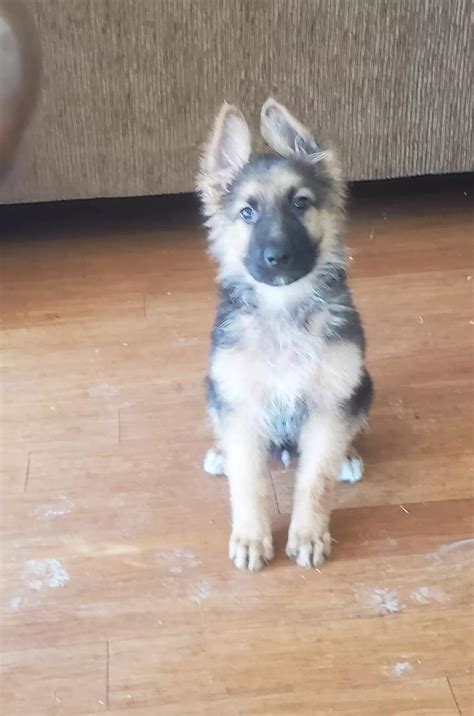 Male German Shepherd Puppy For Sale In Dallas Tx 5miles Buy And Sell