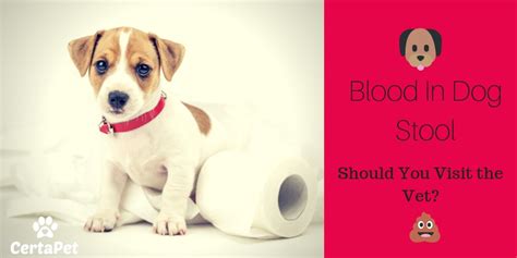 Blood In Dog Stool Should You Visit The Vet And What Can They Take