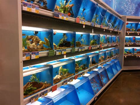 Petsmart All I Want Is To Be Where The Fish Are Petsmart Clay