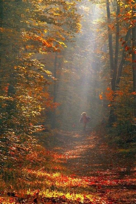 The Magic Of Tree Groves Walk In The Woods Beautiful Nature Scenery