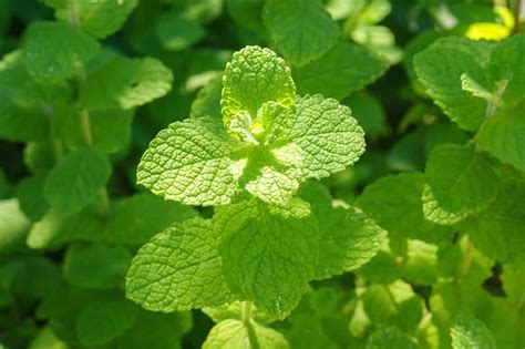 Mint Plants For Sale Buying And Growing Guide
