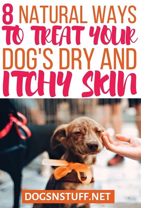 8 Natural Ways To Treat Dry And Itchy Skin In Dogs Dogs