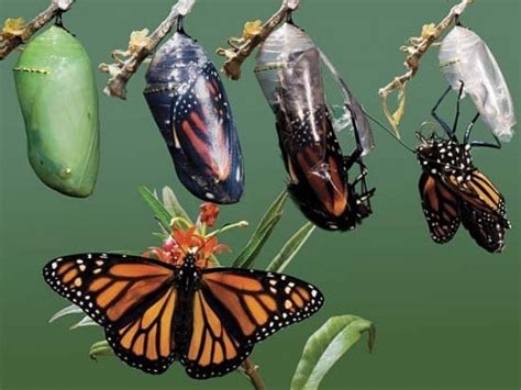 A few simple items needed for this craft and you are ready to get started. The Life cycle of caterpillars: Process