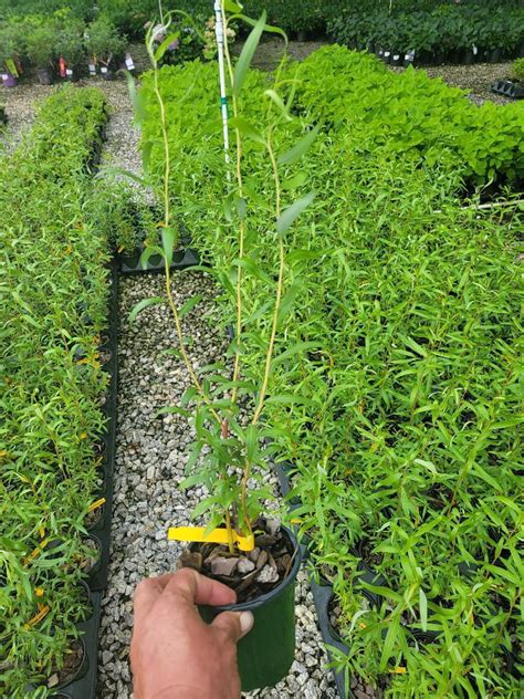 Scarlet Curls Corkscrew Willow Live Plant Quart Pot Ministerio De