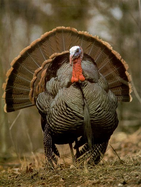 Turkey Hunting In Alabama Turkey Hunting Alabama Lodge