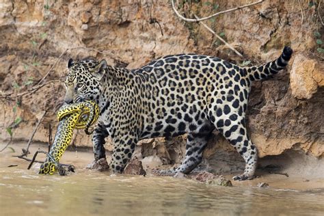 Wildlife Photographer Captures Incredible Battle Between Anaconda And