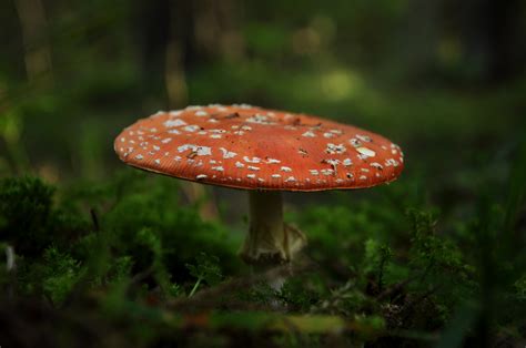 Fond d écran champignon Shrooms la nature les plantes tomber Macro Bokeh Profondeur de