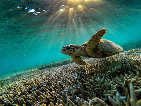 Great Barrier Reef Australia To Put In Place Urgent Safeguarding