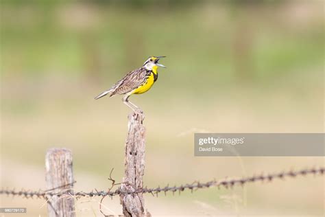 Eastern Meadowlark High Res Stock Photo Getty Images