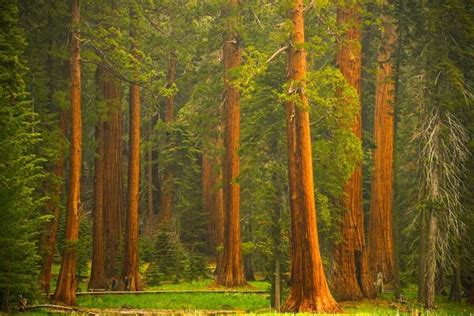35 Cool Photos Showing Inspiring Trees You Must See Blog