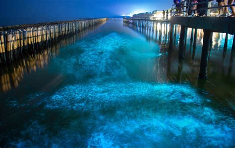 Top 5 Bioluminescent Beaches In Thailand That Will Blow Your Mind