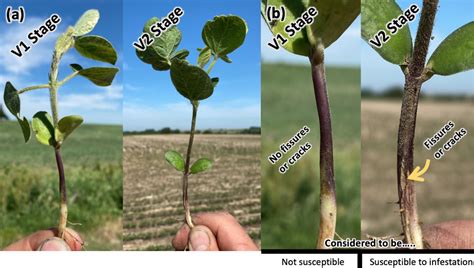 soybean gall midge emergence at several sites in nebraska cropwatch university of nebraska