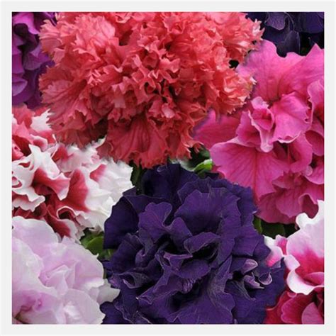 Petunia Double Mix Flower Seeds