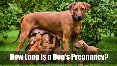 How Long Is A Dogs Pregnancy How To Take Care Vetranch