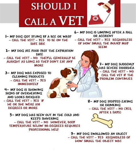 Should I Call The Vet 9 Doubtfull Situations With Your Dog Daily